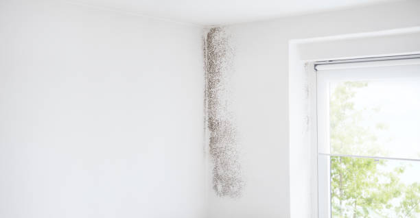 Best Mold Damage Restoration  in Dennis Port, MA